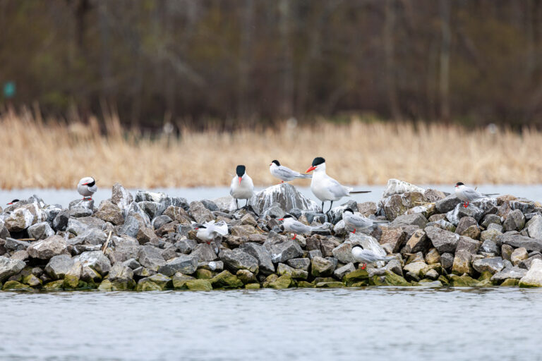 Upper Niagara River Fishing Charter Buffalo NY