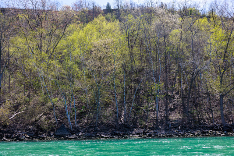 Lower Niagara River Charter Fishing
